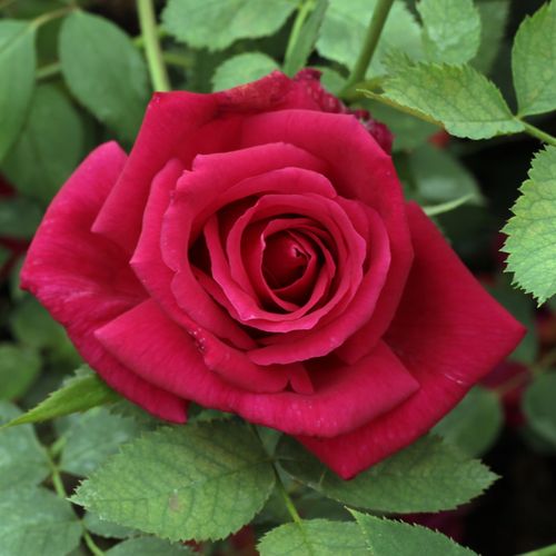 Shop - Rosa Volcano™ - rot - teehybriden-edelrosen - diskret duftend - Luciano Moro - Ihre roten Blüten bilden einen angenehmen Kontrast zum hellgrünen Laub.